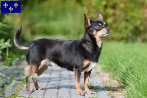 Lire la suite à propos de l’article Éleveurs de chihuahuas et chiots en Île-de-France