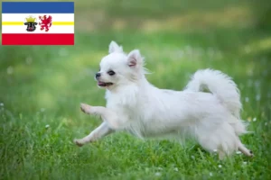 Lire la suite à propos de l’article Éleveurs de chihuahuas et chiots dans le Mecklembourg-Poméranie occidentale