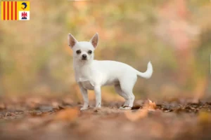 Lire la suite à propos de l’article Éleveurs de chihuahuas et chiots en Provence-Alpes-Côte d’Azur