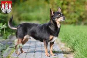 Lire la suite à propos de l’article Éleveurs de chihuahuas et chiots à Salzbourg