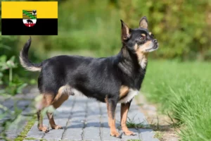 Lire la suite à propos de l’article Éleveurs de chihuahuas et chiots en Saxe-Anhalt