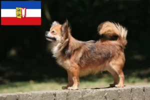 Lire la suite à propos de l’article Éleveurs de chihuahuas et chiots dans le Schleswig-Holstein