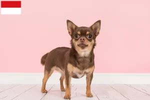 Lire la suite à propos de l’article Éleveurs de chihuahuas et chiots à Vienne