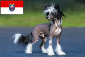 Lire la suite à propos de l’article Chinois Crested Dog éleveurs et chiots en Hesse