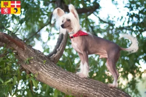 Lire la suite à propos de l’article Éleveurs de chiens chinois à crête et chiots en Auvergne-Rhône-Alpes