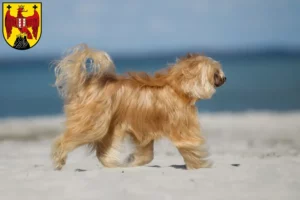 Lire la suite à propos de l’article Chinois Crested Dog éleveurs et chiots dans le Burgenland