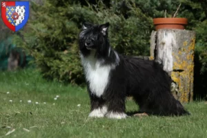 Lire la suite à propos de l’article Éleveurs de chiens chinois à crête et chiots en Pays de la Loire