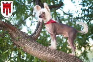 Lire la suite à propos de l’article Chinois Crested Dog éleveurs et chiots dans le Vorarlberg