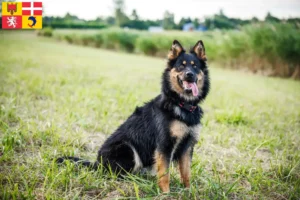 Lire la suite à propos de l’article Chodský pes éleveurs et chiots en Auvergne-Rhône-Alpes