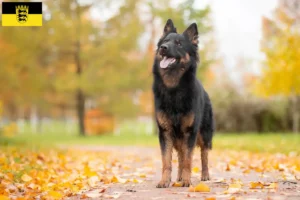 Lire la suite à propos de l’article Chodský pes éleveurs et chiots en Baden-Württemberg