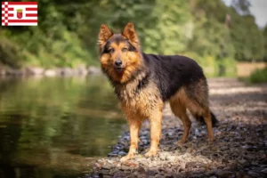 Lire la suite à propos de l’article Chodský pes éleveurs et chiots à Brême