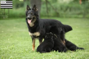 Lire la suite à propos de l’article Chodský pes éleveurs et chiots en Bretagne