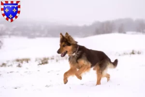 Lire la suite à propos de l’article Chodský pes éleveurs et chiots en Centre-Val de Loire