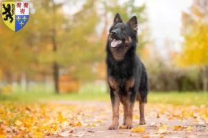 Lire la suite à propos de l’article Chodský pes éleveurs et chiots en Hauts-de-France