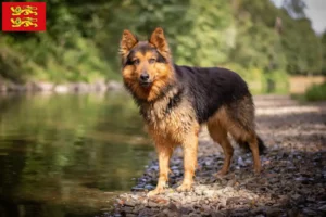 Lire la suite à propos de l’article Chodský pes éleveurs et chiots en Normandie