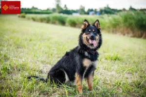 Lire la suite à propos de l’article Chodský pes éleveurs et chiots en Occitanie