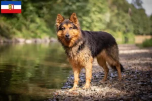 Lire la suite à propos de l’article Chodský pes éleveurs et chiots dans le Schleswig-Holstein