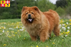 Lire la suite à propos de l’article Éleveurs de Chow-Chow et chiots en Auvergne-Rhône-Alpes