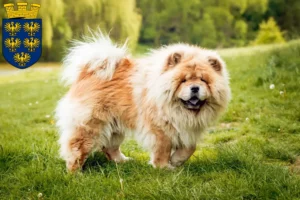 Lire la suite à propos de l’article Éleveurs de Chow-Chow et chiots en Basse-Autriche