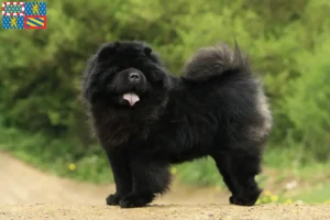 Lire la suite à propos de l’article Éleveurs de Chow-Chow et chiots en Bourgogne-Franche-Comté