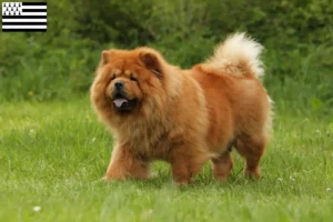 Lire la suite à propos de l’article Éleveurs de chow-chow et chiots en Bretagne