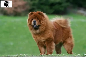 Lire la suite à propos de l’article Éleveurs de chow-chow et chiots en Corse