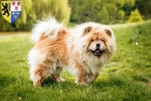 Lire la suite à propos de l’article Éleveurs de chow-chow et chiots en Hauts-de-France