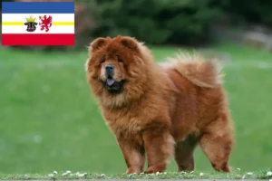 Lire la suite à propos de l’article Chow-Chow éleveurs et chiots dans le Mecklembourg-Poméranie occidentale