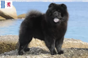 Lire la suite à propos de l’article Éleveurs de chow-chow et chiots en Nouvelle-Aquitaine