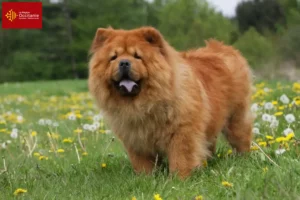 Lire la suite à propos de l’article Éleveurs de Chow-Chow et chiots en Occitanie