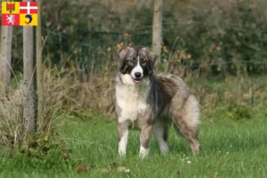 Lire la suite à propos de l’article Ciobănesc Românesc Carpatin éleveurs et chiots en Auvergne-Rhône-Alpes