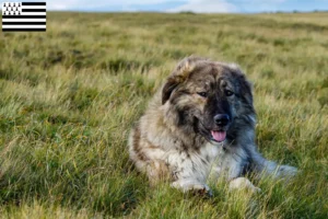 Lire la suite à propos de l’article Ciobănesc Românesc Carpatin éleveurs et chiots en Bretagne