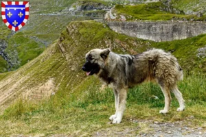 Lire la suite à propos de l’article Ciobănesc Românesc Carpatin éleveurs et chiots en Centre-Val de Loire