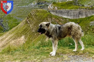 Lire la suite à propos de l’article Ciobănesc Românesc Carpatin éleveurs et chiots en Pays de la Loire