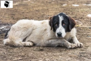 Lire la suite à propos de l’article Ciobănesc Românesc de Bucovina éleveurs et chiots en Corse