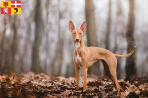 Lire la suite à propos de l’article Cirneco dell’ Etna éleveurs et chiots en Auvergne-Rhône-Alpes