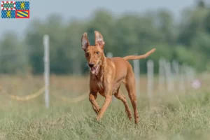 Lire la suite à propos de l’article Cirneco dell’ Etna éleveurs et chiots en Bourgogne-Franche-Comté