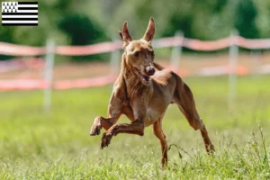 Lire la suite à propos de l’article Cirneco dell’ Etna éleveurs et chiots en Bretagne