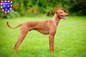 Lire la suite à propos de l’article Cirneco dell’ Etna éleveurs et chiots en Centre-Val de Loire