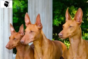 Lire la suite à propos de l’article Cirneco dell’ Etna éleveurs et chiots en Corse