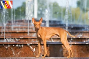 Lire la suite à propos de l’article Cirneco dell’ Etna éleveurs et chiots en Grand Est