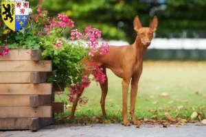 Lire la suite à propos de l’article Cirneco dell’ Etna éleveurs et chiots en Hauts-de-France