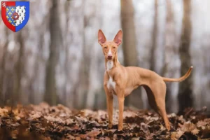 Lire la suite à propos de l’article Cirneco dell’ Etna éleveurs et chiots en Pays de la Loire