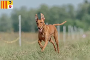 Lire la suite à propos de l’article Cirneco dell’ Etna éleveurs et chiots en Provence-Alpes-Côte d’Azur