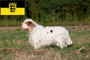 Lire la suite à propos de l’article Éleveurs de Clumber Spaniel et chiots dans le Bade-Wurtemberg