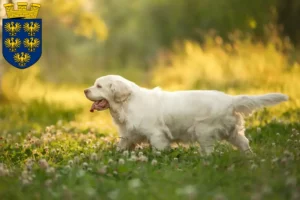 Lire la suite à propos de l’article Éleveurs de Clumber Spaniel et chiots en Basse-Autriche