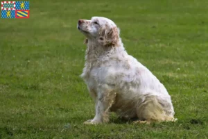 Lire la suite à propos de l’article Éleveurs de Clumber Spaniel et chiots en Bourgogne-Franche-Comté