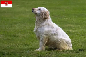 Lire la suite à propos de l’article Éleveurs de Clumber Spaniel et chiots dans le Brandebourg