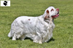 Lire la suite à propos de l’article Éleveurs de Clumber Spaniels et chiots en Corse