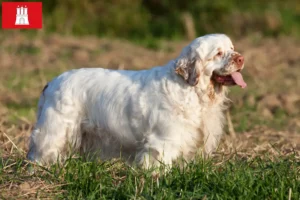 Lire la suite à propos de l’article Éleveurs de Clumber Spaniel et chiots à Hambourg